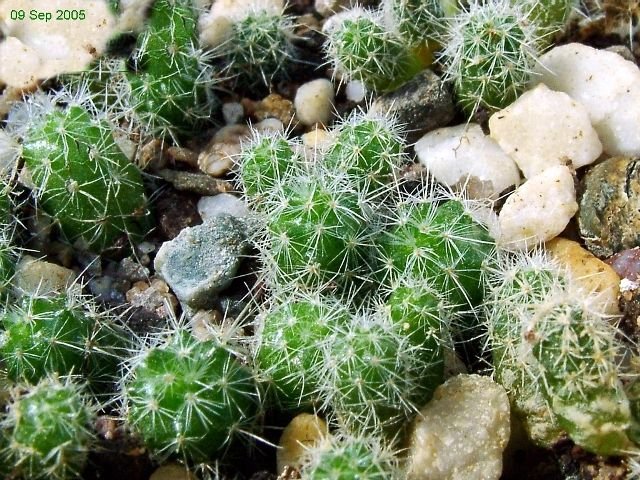 Mammillaria _wiesingeri _ssp.wiesingeri _19